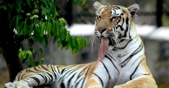 Specie a rischio, rimangono solo 3.890 tigri sulla terra: la prima causa del declino è il bracconaggio