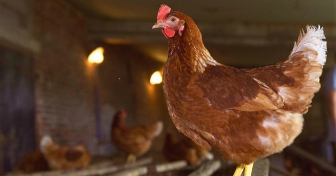 Mantova, 72mila galline morte nell’incendio di due capannoni di un allevamento di pollame