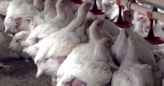 Ancona, trovati 400mila polli nell’allevamento del gruppo Fileni che doveva chiudere entro ottobre. Blitz dopo segnalazioni dei cittadini