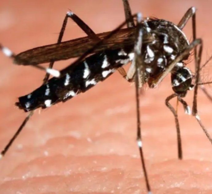 Zanzare, sale il rischio contagio del virus che colpisce il cervello: allarme esteso in altre 7 città