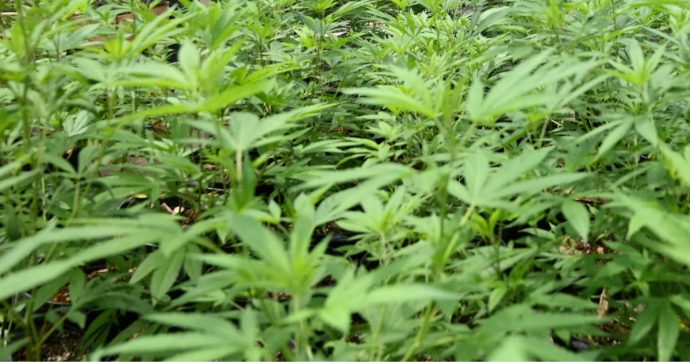 Reggio Calabria, operazione ‘Pollice verde’: 10 arresti per traffico di marijuana dal “produttore al consumatore”