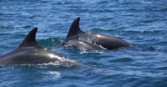 Copertina di Toscana, 33 delfini trovati morti sulla costa da inizio anno