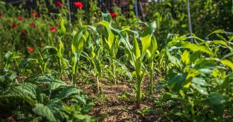 Copertina di Un orto in salute è ricco di biodiversità: dieci consigli per realizzarla (erbacce comprese)