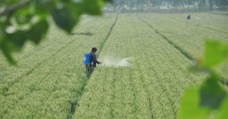 Copertina di Farm to Fork, il Parlamento Ue approva la risoluzione: meno pesticidi e fertilizzanti, più agricoltura bio. Resta il nodo etichettatura