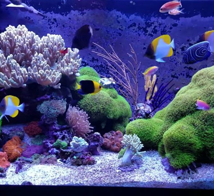 Respirano tossina letale del corallo mentre puliscono l’acquario: intera famiglia in quarantena, la madre in fin di vita