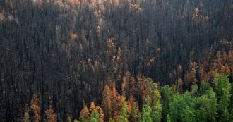 Siberia in fiamme e non solo, aspettiamo di estinguerci per dichiarare l’emergenza climatica?