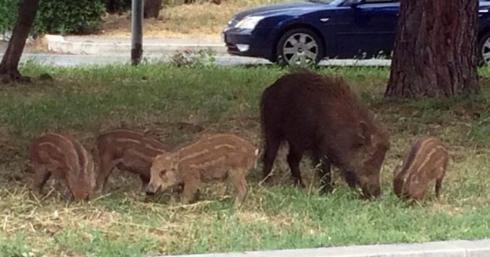 Le nuove invasioni barbariche: orde di cinghiali molesti in città