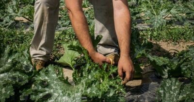 Copertina di Caporalato a Brindisi, i verbali che hanno portato all’arresto: “Vivevamo in un tugurio, prendevamo l’acqua da un tubo d’irrigazione”