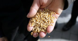 Copertina di Sequestrate oltre 105 tonnellate di grano duro: cinque denunciati in più regioni