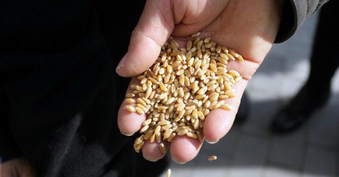 Il grano canadese sbarca nei nostri porti nonostante blocchi e rischi per la salute
