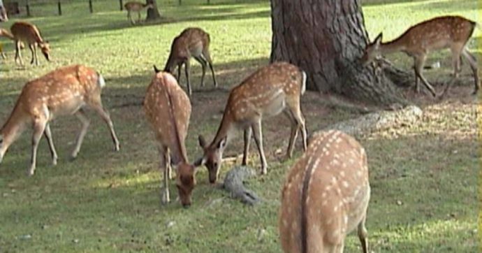 Copertina di Carini i cervi di Nara…  Ma solo a piccole dosi