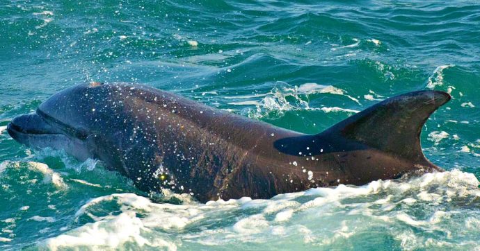 Delfini morti in Toscana, i risultati delle autopsie: “Si tratta di morbillo dei cetacei”