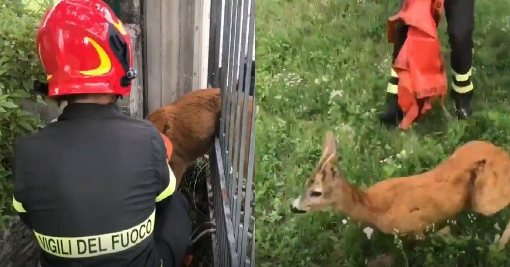 Varese, capriolo rimane incastrato in una recinzione: le immagini del difficile salvataggio dei Vigili del fuoco, poi la corsa verso la libertà