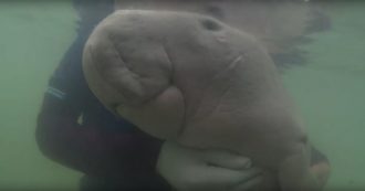 Copertina di Thailandia, morta la piccola di dugongo che “abbracciava” suoi soccorritori: uccisa da un’infezione causata dall’ingestione di plastica