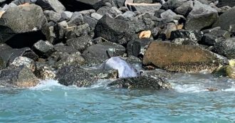 Copertina di Ostia, delfino trovato morto su una scogliera: forse colpito da morbillovirus. Esperti: “Non avvicinatevi”
