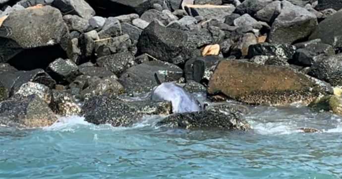 Ostia, delfino trovato morto su una scogliera: forse colpito da morbillovirus. Esperti: “Non avvicinatevi”