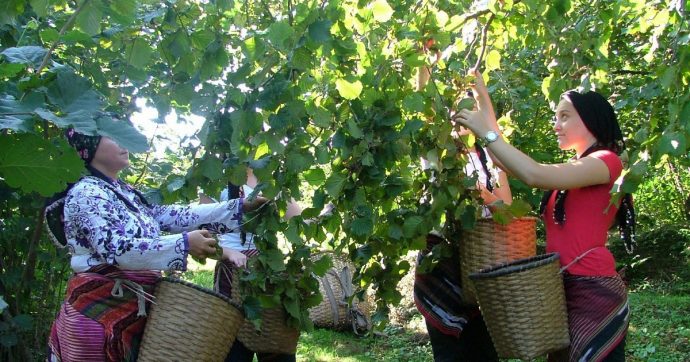 Nutella amara: il fatturato vola, lavoratori turchi affamati