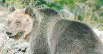 Copertina di Orso M49, presidente provincia Bolzano firma l’ordinanza di cattura. Ambientalisti: “Denunceremo chiunque gli faccia del male”