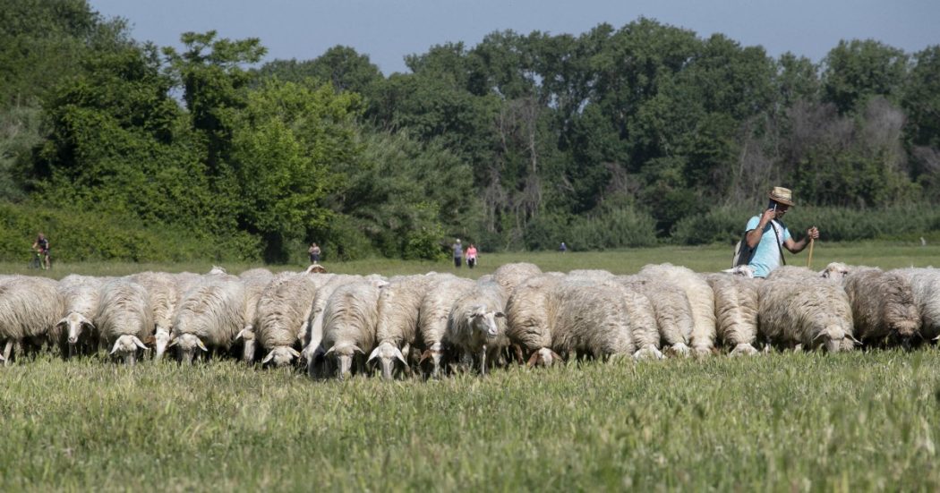 Trentino, moria di pecore nei pascoli in alta quota: 180 animali trovati senza vita a Borzago