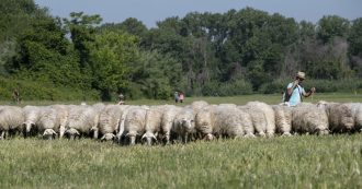 Copertina di Varese, tre pecore scuoiate e uccise nel bosco: “Non si esclude la pista del sacrificio satanico”