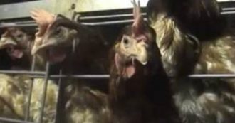 Copertina di Brescia, morte 10mila galline per asfissia dopo essere rimaste per ore al caldo nei capannoni