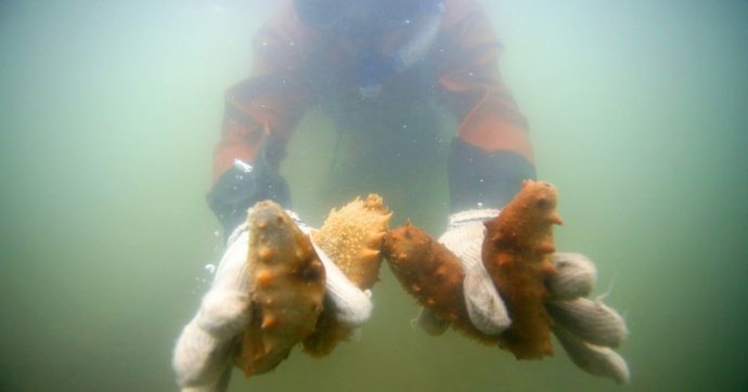 Copertina di Salviamo il cetriolo di mare dai cinesi (e dalle mafie)