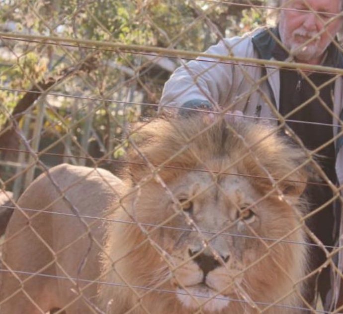 The Lion King, l’uomo che allevava i leoni ucciso da uno dei suoi animali (che poi sono stati tutti giustiziati)