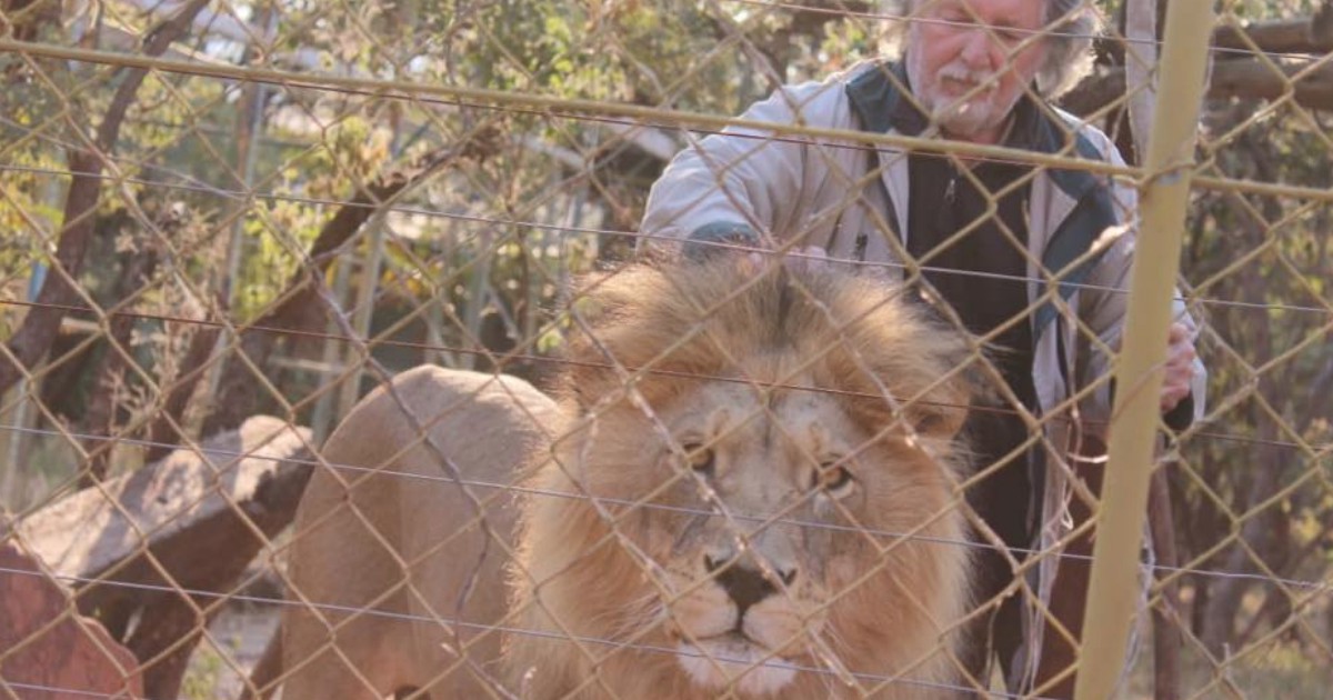 The Lion King, l’uomo che allevava i leoni ucciso da uno dei suoi animali (che poi sono stati tutti giustiziati)