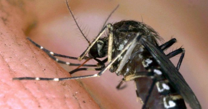 Google propone di liberare 32 milioni di zanzare contro le malattie tropicali in Florida e California: ecco il progetto “Debug”