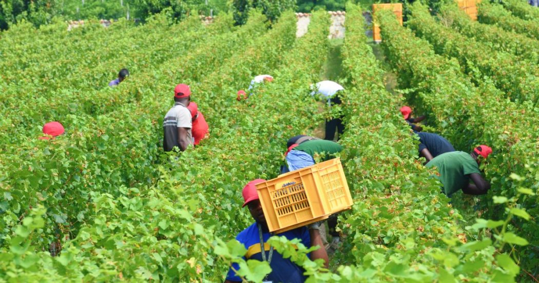 Il caporalato nelle eccellenze del Nord: dalle Langhe alle terre del prosecco, i nuovi schiavi tra lavoro grigio ed emergenza abitativa