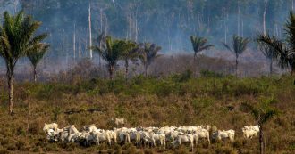 Copertina di Amazzonia, lo scempio è in atto da sempre. E non è tutta colpa di Bolsonaro