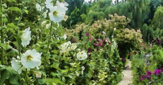 Copertina di Il giardinaggio contro ansia e depressione: “Un’idea meravigliosamente efficace”. Un nuovo studio sul “più puro dei piaceri umani” e i suoi benefici