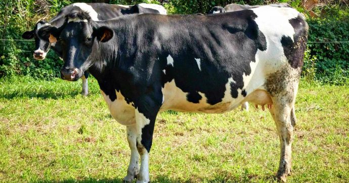 Tirolo, una mucca uccise turista: dimezzato risarcimento perché vittima “corresponsabile”