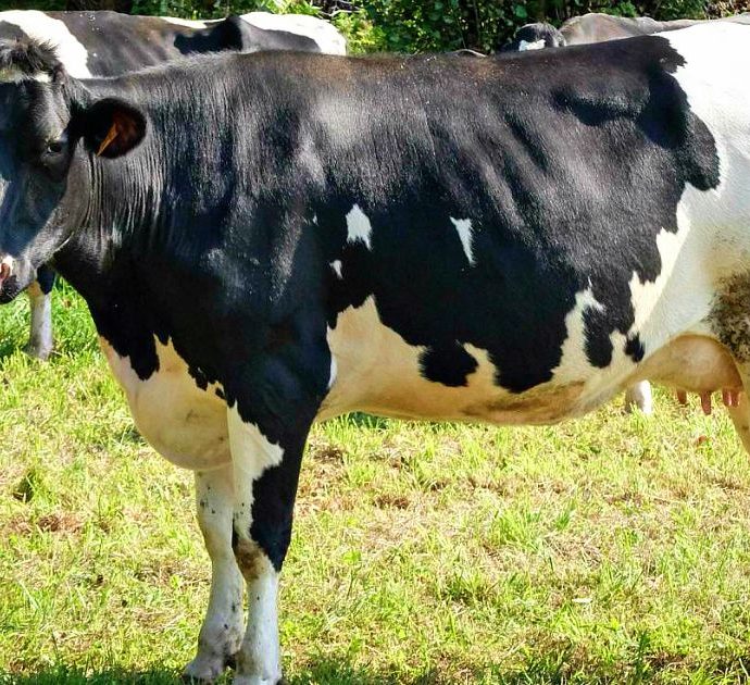 Adottare una mucca (a distanza): è boom di richieste per l’iniziativa a sostegno degli allevatori. In cambio burro e formaggi