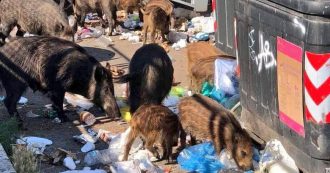 Copertina di Il cinghiale avanza tra boschi, monnezza e (meno) doppiette