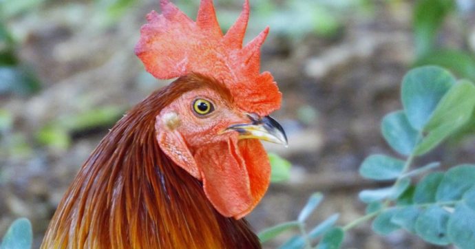 Anziana entra nel pollaio e muore uccisa dal suo gallo: l’ha colpita su una vena varicosa