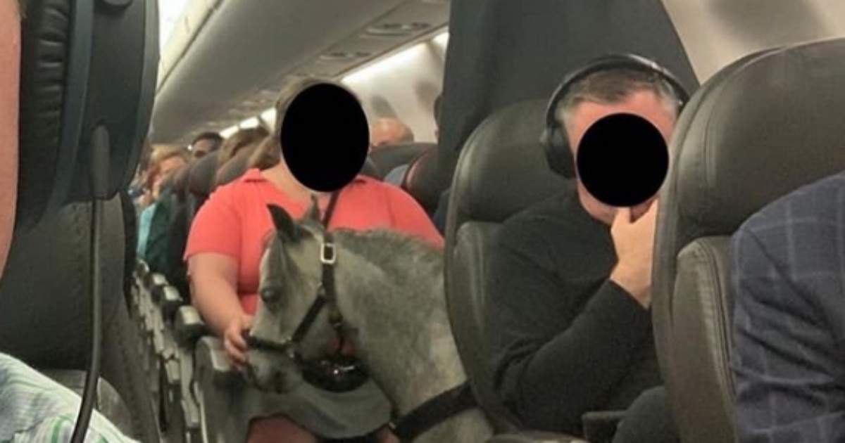 Sale su un aereo con il suo cavallo, un piccolo pony grigio: ecco perché