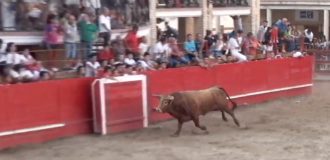 Copertina di Spagna, il toro semina il panico alla festa di Caparroso. Ecco cosa è successo