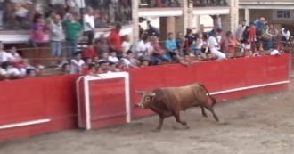 Copertina di Spagna, il toro semina il panico alla festa di Caparroso. Ecco cosa è successo