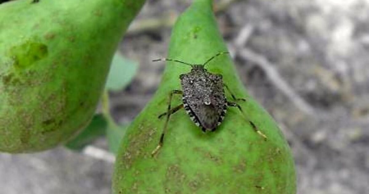 Torna l’allarme per la cimice asiatica in Veneto e in Emilia-Romagna: come fermare l’infestazione dell’insetto che danneggia frutti semi e ortaggi