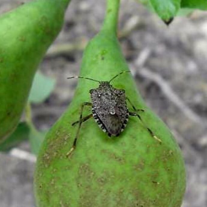 Torna l’allarme per la cimice asiatica in Veneto e in Emilia-Romagna: come fermare l’infestazione dell’insetto che danneggia frutti semi e ortaggi