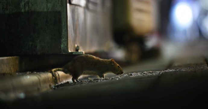 Con i topi in città si rischia l’emergenza: ecco le cause e i pericoli per l’uomo