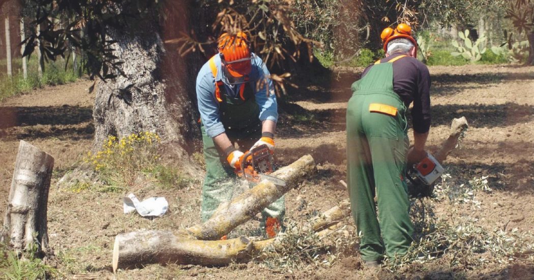 Xylella, ancora numeri a caso Infetto solo l’1,5 % degli ulivi Xylella, ancora numeri a caso Infetto solo l’1,5 % degli ulivi