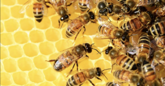 Copertina di Falso-miele cinese invade l’Italia, produttori in ginocchio. L’allarme: “Costa troppo poco, è creato con sciroppo di zucchero e senza api”