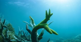 Copertina di Costiera Amalfitana, raccolta illegale di 400 chili di corallo: dieci indagati. “Ci vorranno 50 anni per rimediare al danno ambientale”