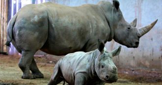 Copertina di Rinoceronte bianco, creati due embrioni in vitro della specie in via di estinzione