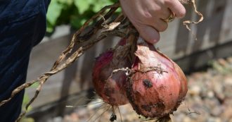 Copertina di Orto biologico, al posto dei pesticidi usate le trappole