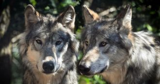 Copertina di Cinque lupi morti nel Parco storico di Monte Sole, utilizzate esche avvelenate