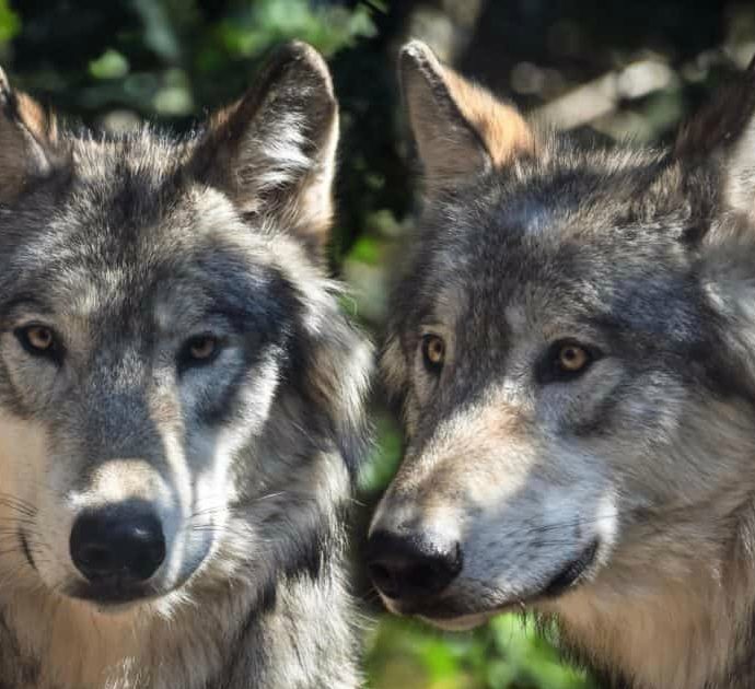 Branco di lupi riesce a scappare dalla gabbia dello zoo durante l’orario di visite: “Quattro di loro sono stati uccisi”