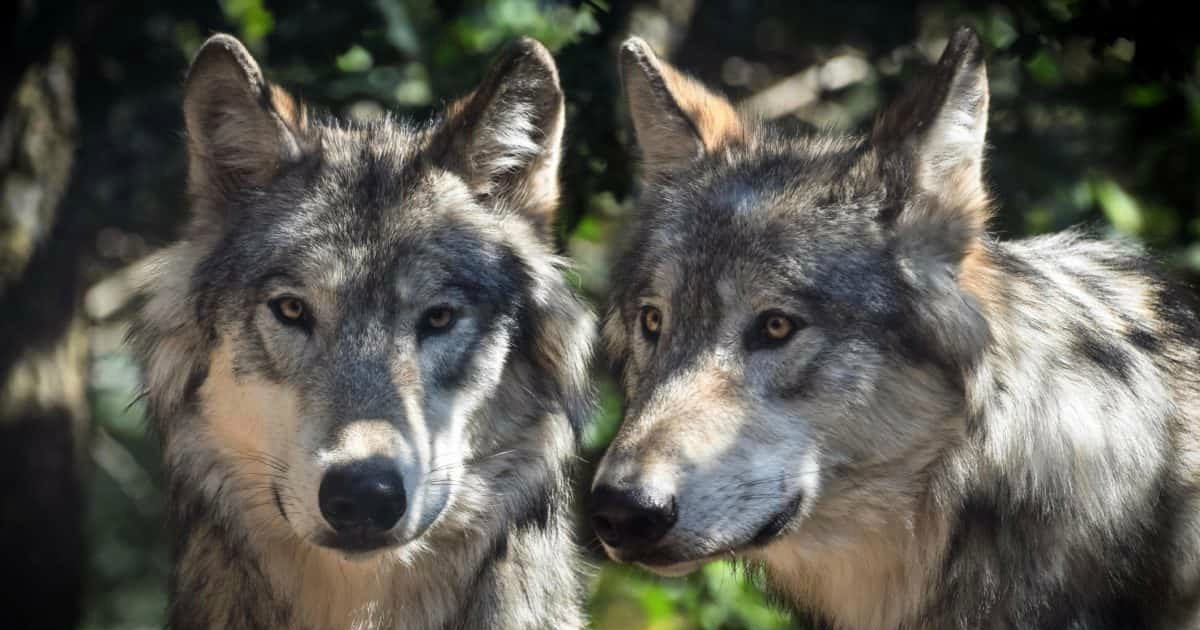 In Italia cresce la popolazione dei lupi: stimati 3.300 esemplari. L’Ispra: “Aumentati di numero ovunque, soprattutto sulle alpi”